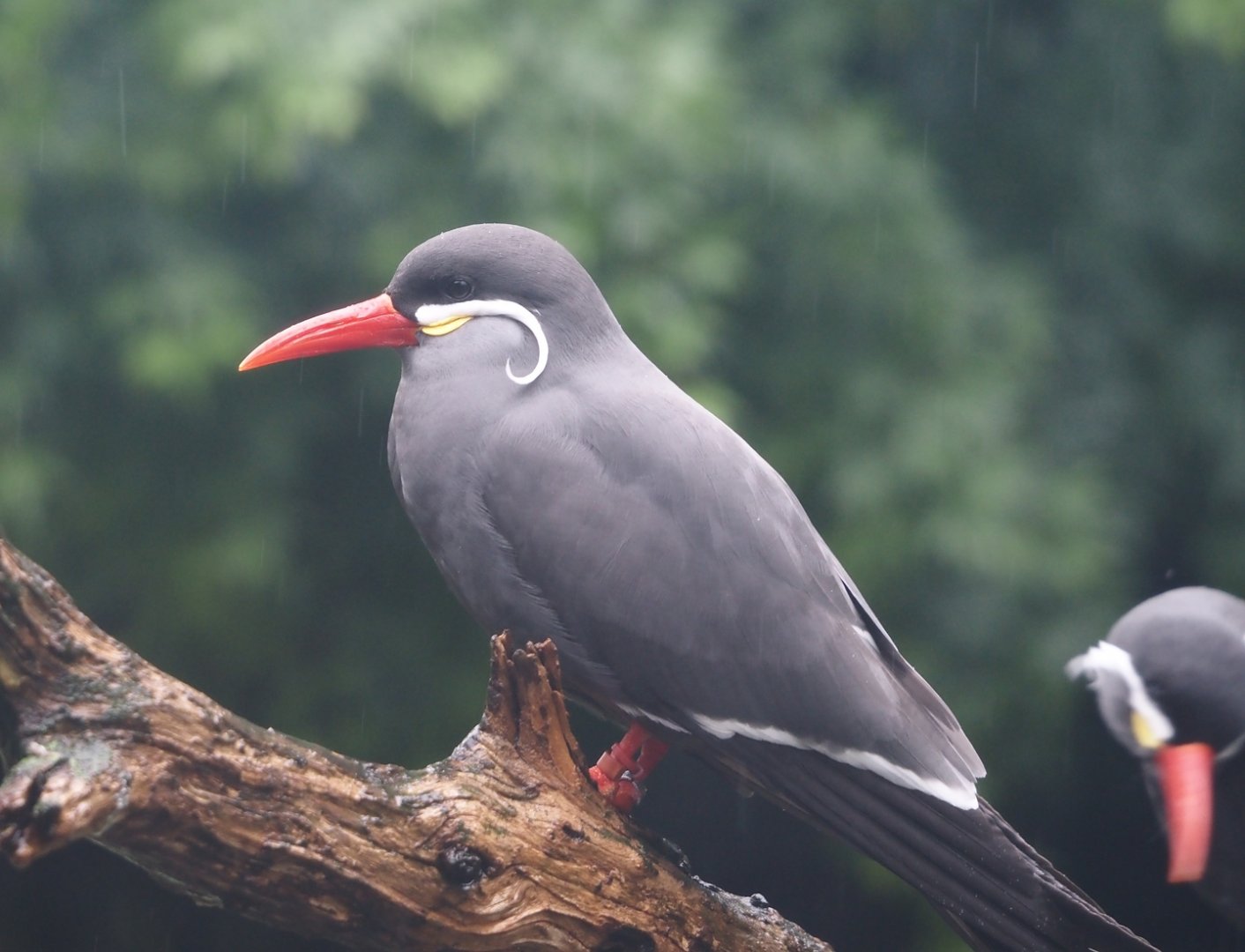 Inca tern (Larosterna inca), 2024-05-21