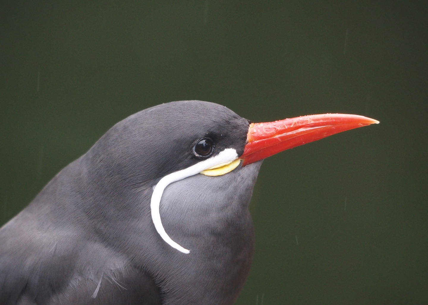 Inca tern (Larosterna inca), 2024-05-21
