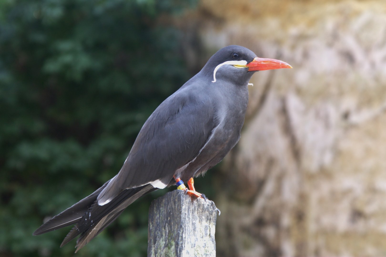 Inca Tern (Larosterna Inca), 27-08-25