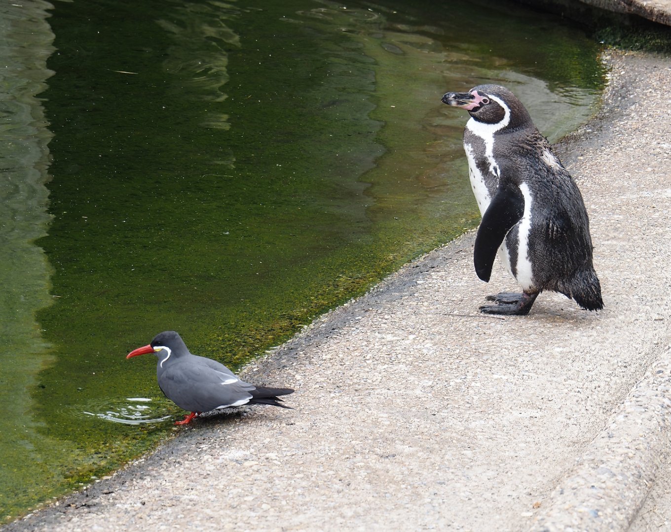 Inca tern (Larosterna inca) and Humboldt penguin (Spheniscus humboldti), 2025-05-22