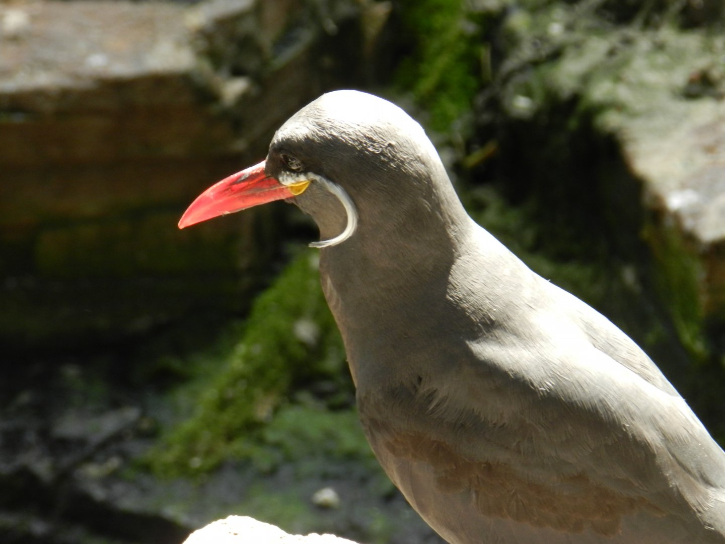 Inca Tern (Larosterna inca) at Artis Royal Zoo, The Netherlands