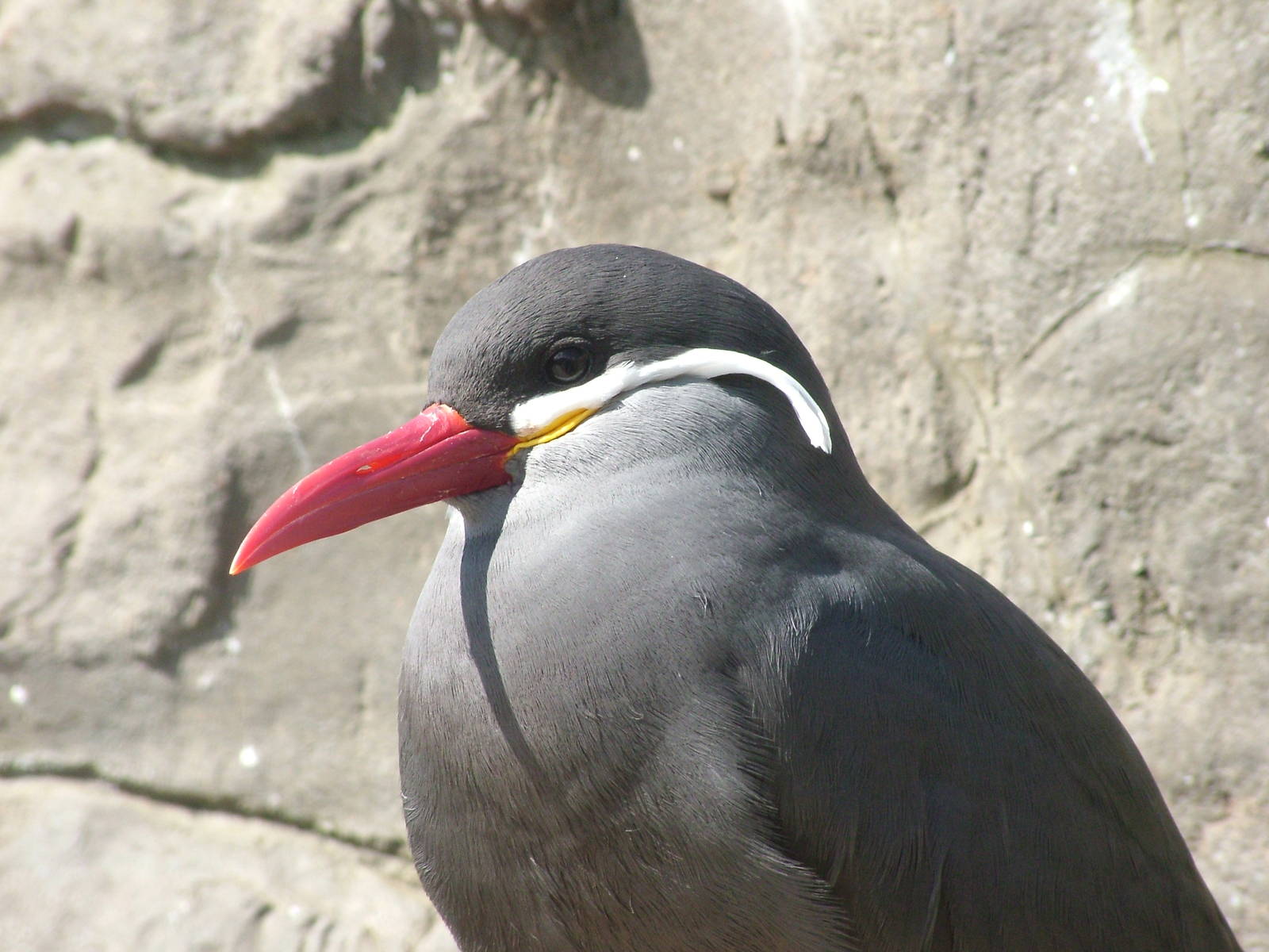 Inca Tern (Larosterna inca) at Living Coasts