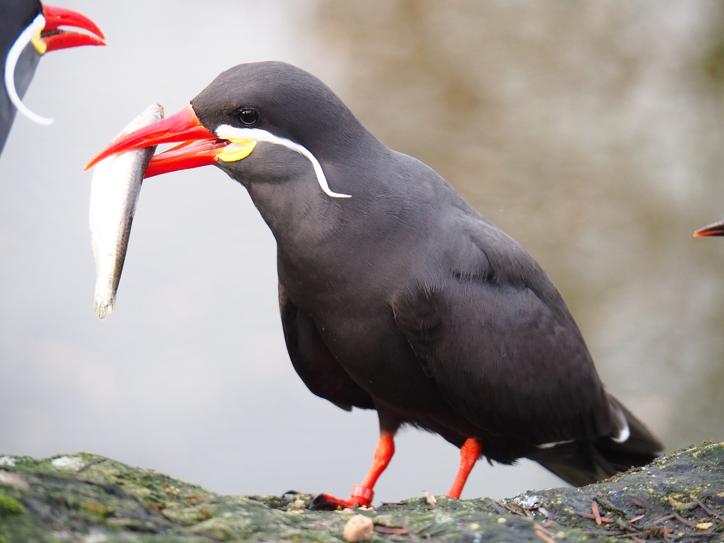Inca tern (Larosterna inca) eating a fish, 2020-01-11