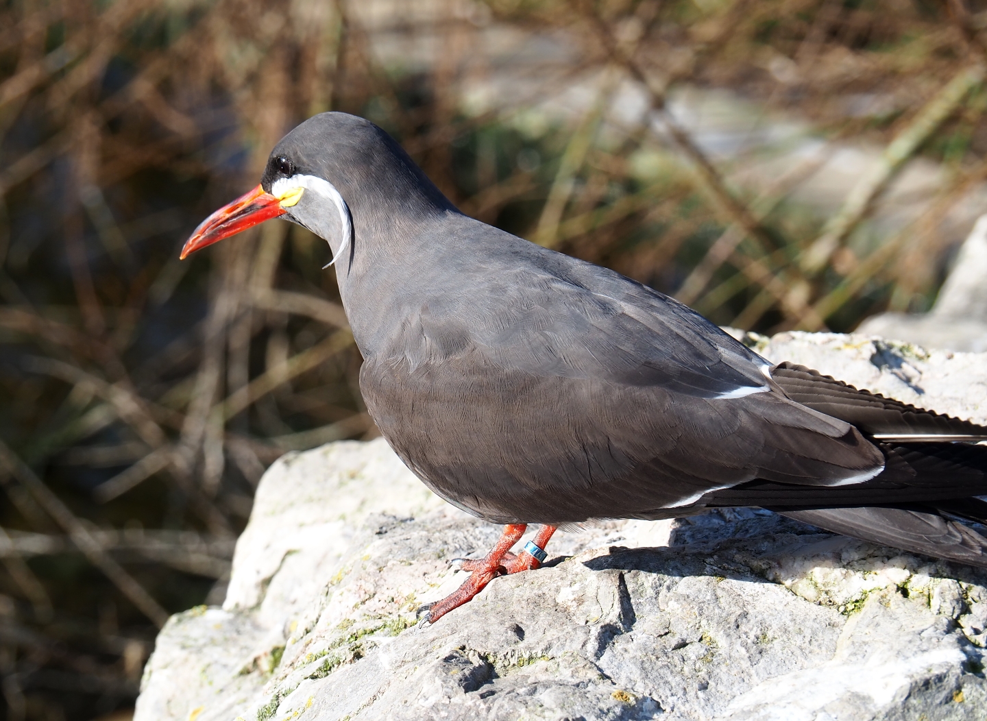 Inca tern (Larosterna inca), Feb 16th, 2019