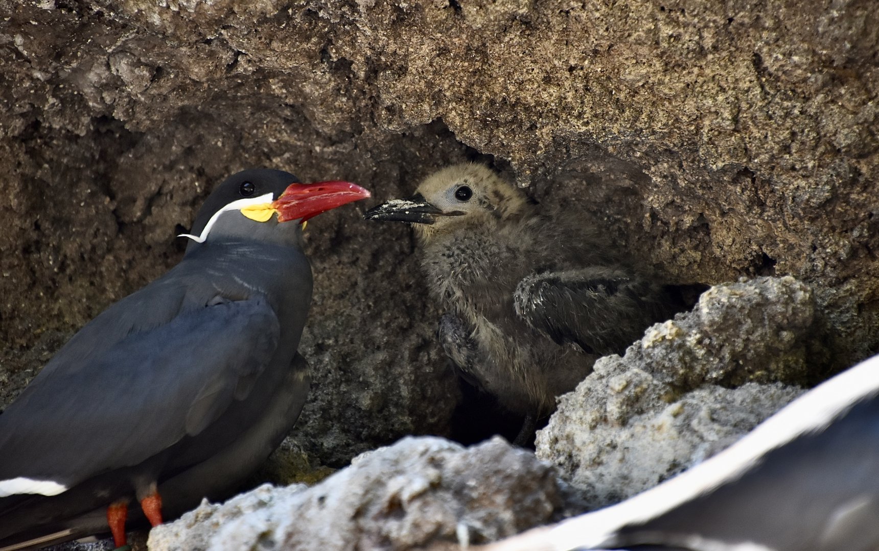 Inca Tern (Larosterna inca) fledgling