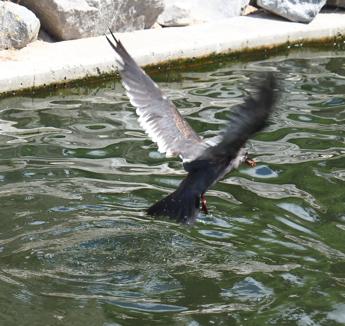 Inca tern (Larosterna inca) in flight, 2022-05-28