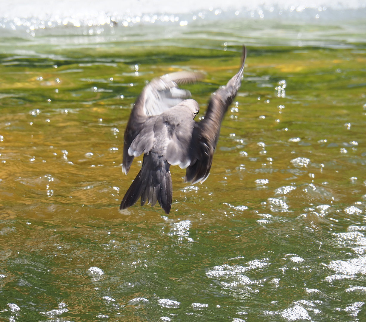 Inca tern (Larosterna inca) in flight, 2022-05-28