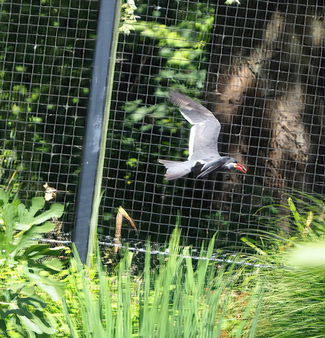 Inca tern (Larosterna inca) in flight, 2022-07-16