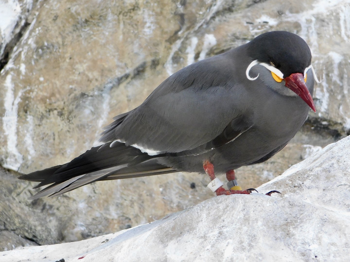 Inca tern (Larosterna inca) May 3, 2025