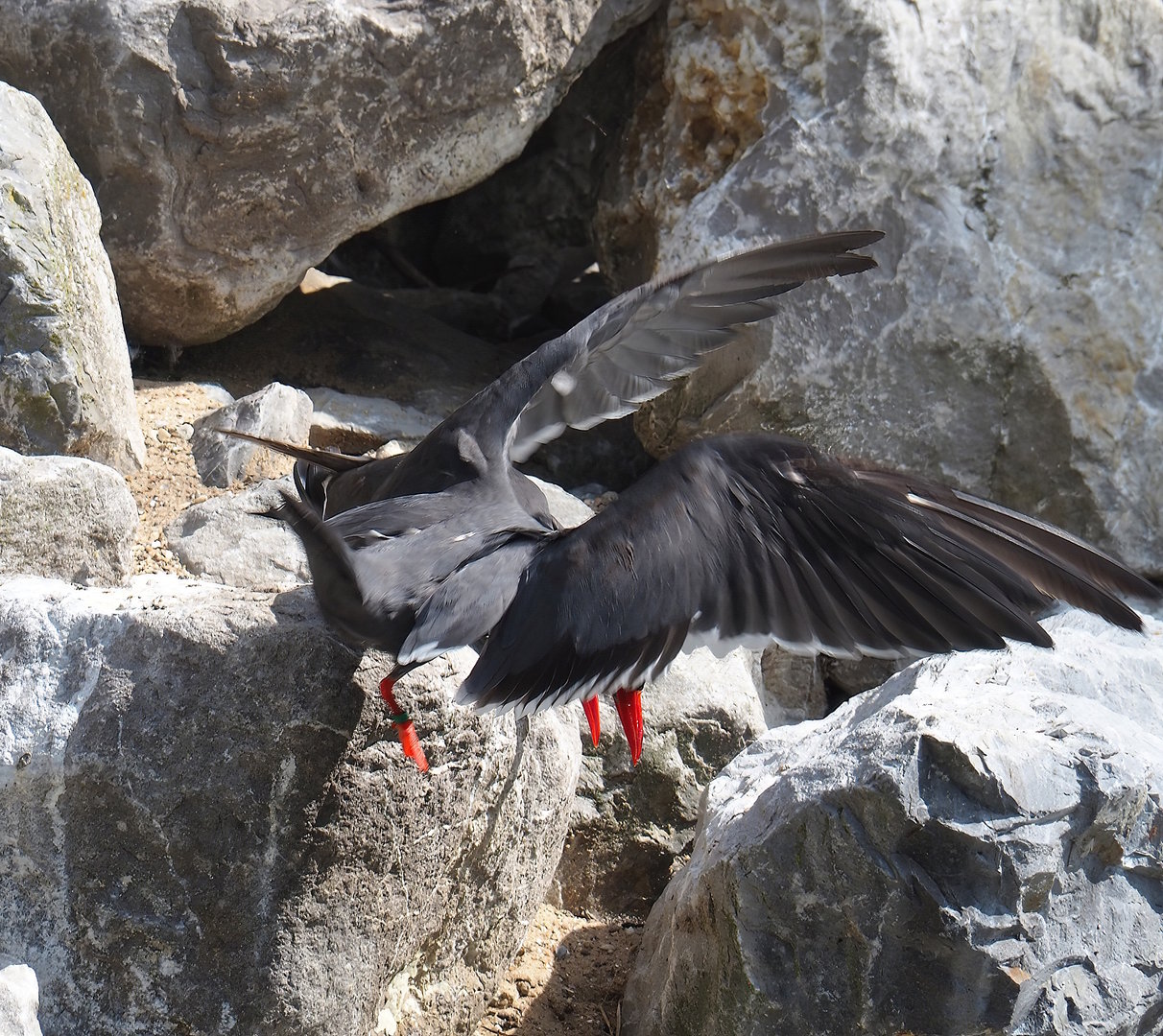 Inca tern (Larosterna inca) take-off, 2022-07-03