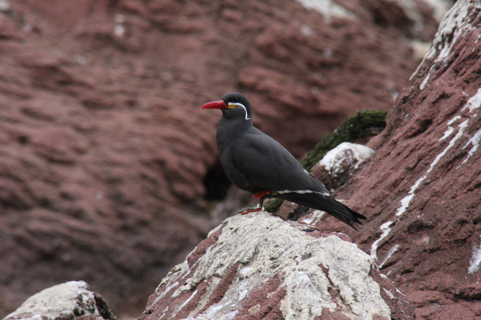 Inca Tern (Larosterna inca)