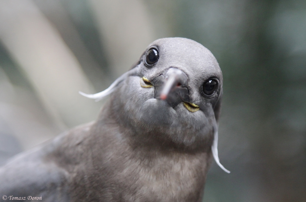 Inca Tern (Larosterna inca)