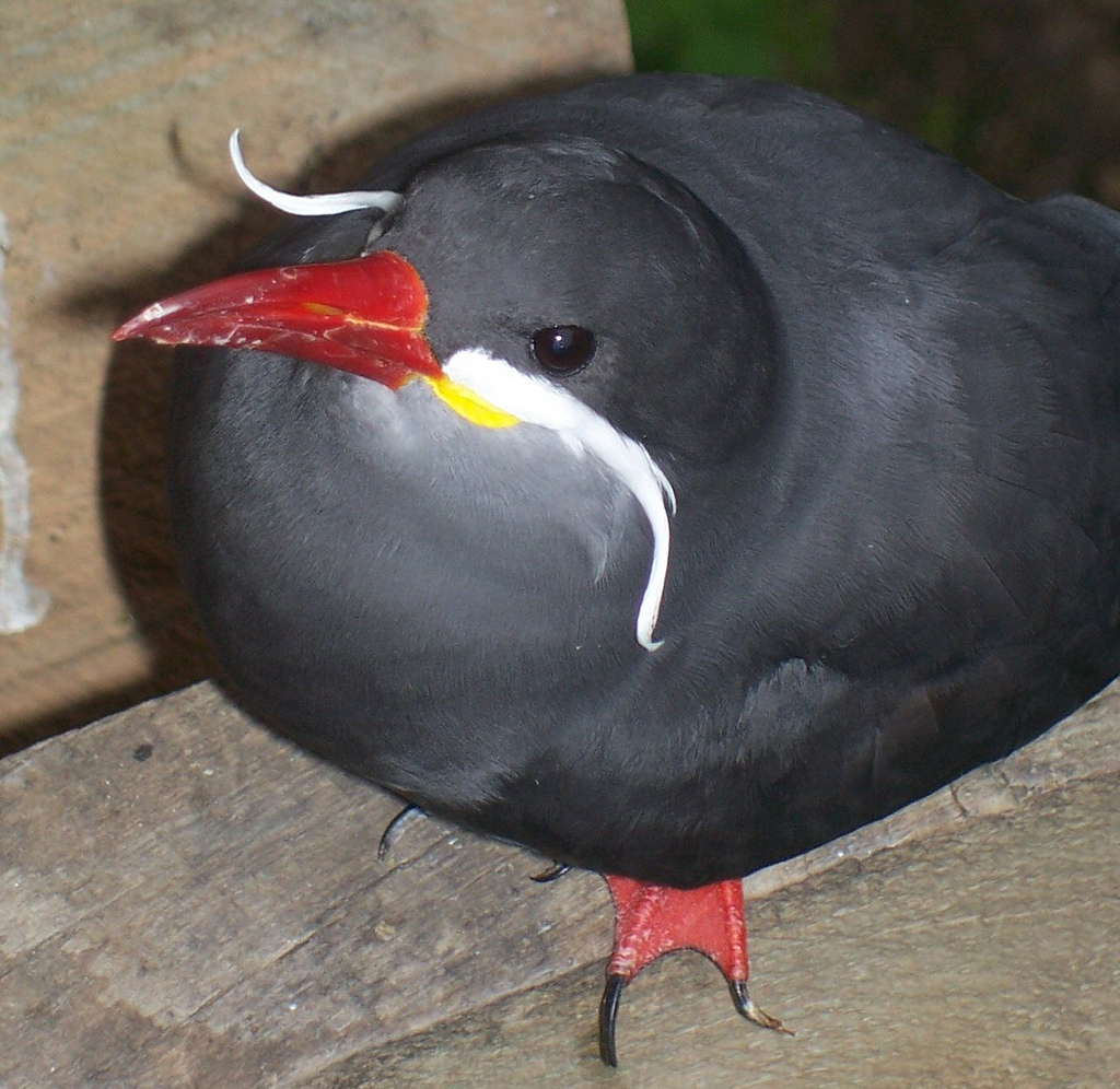 Inca Tern (Larosterna inca)
