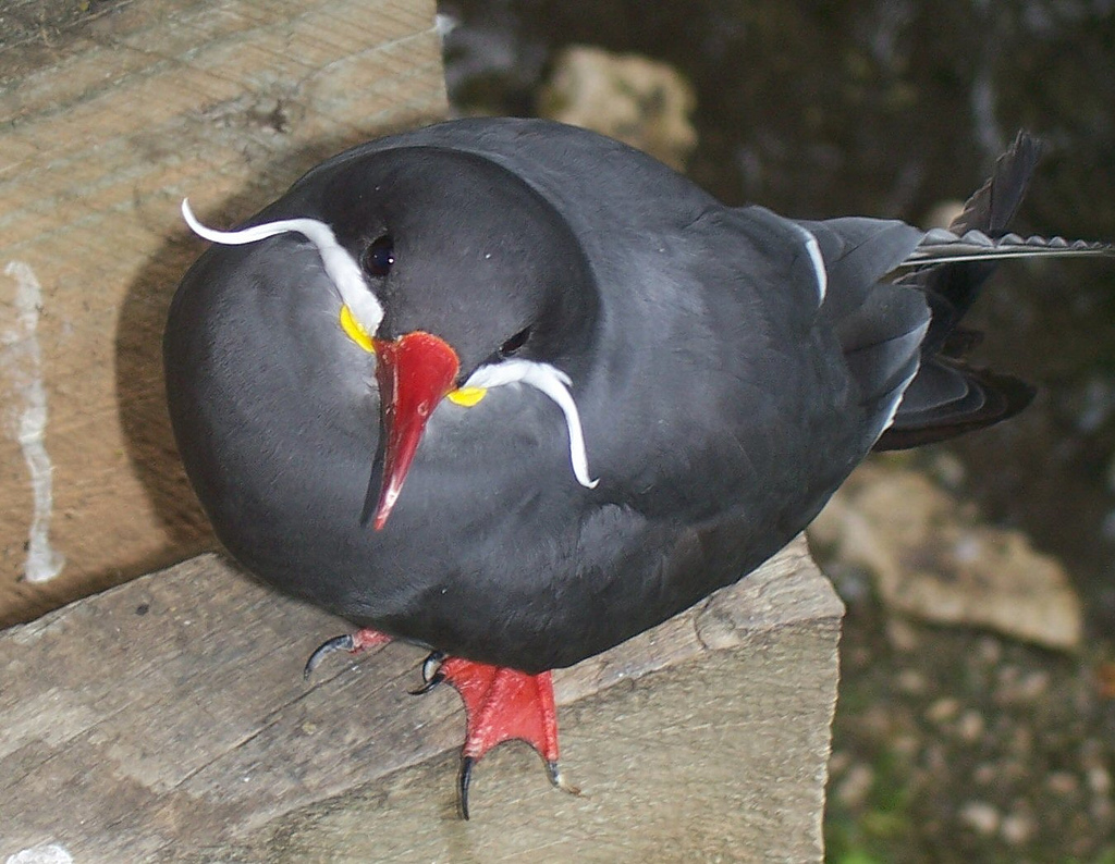 Inca Tern (Larosterna inca)