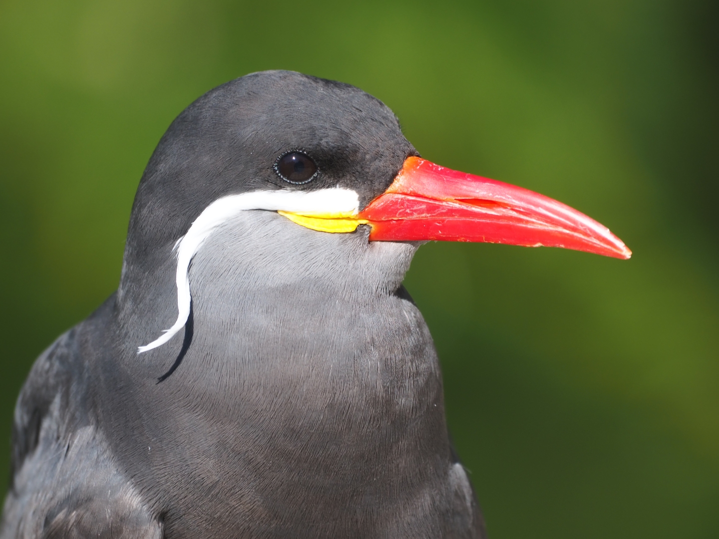 Inca tern (Larosterna inca)