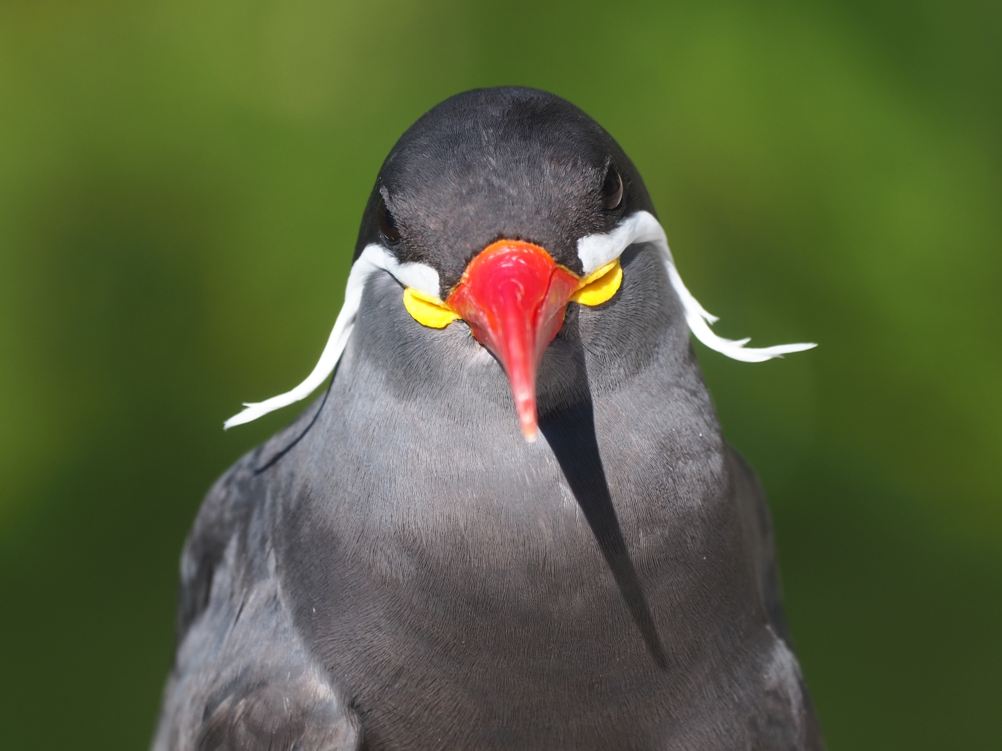 Inca tern (Larosterna inca)