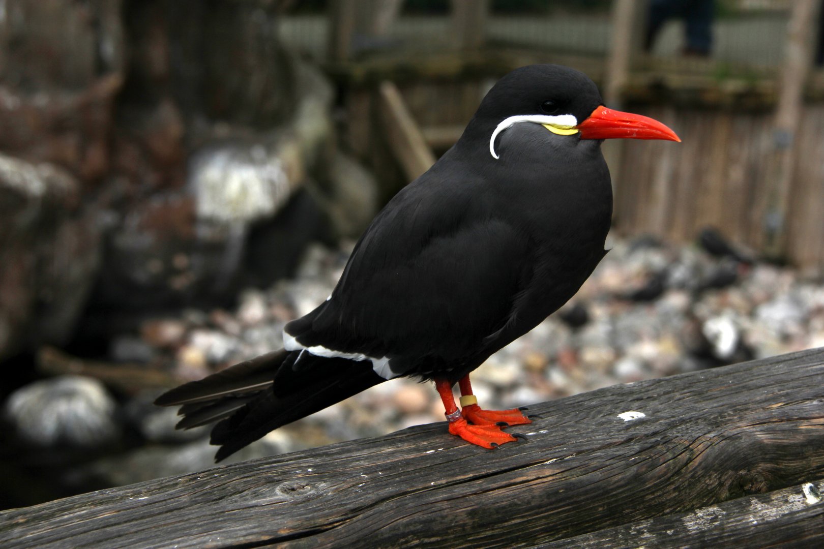Inca tern (Larosterna inca)