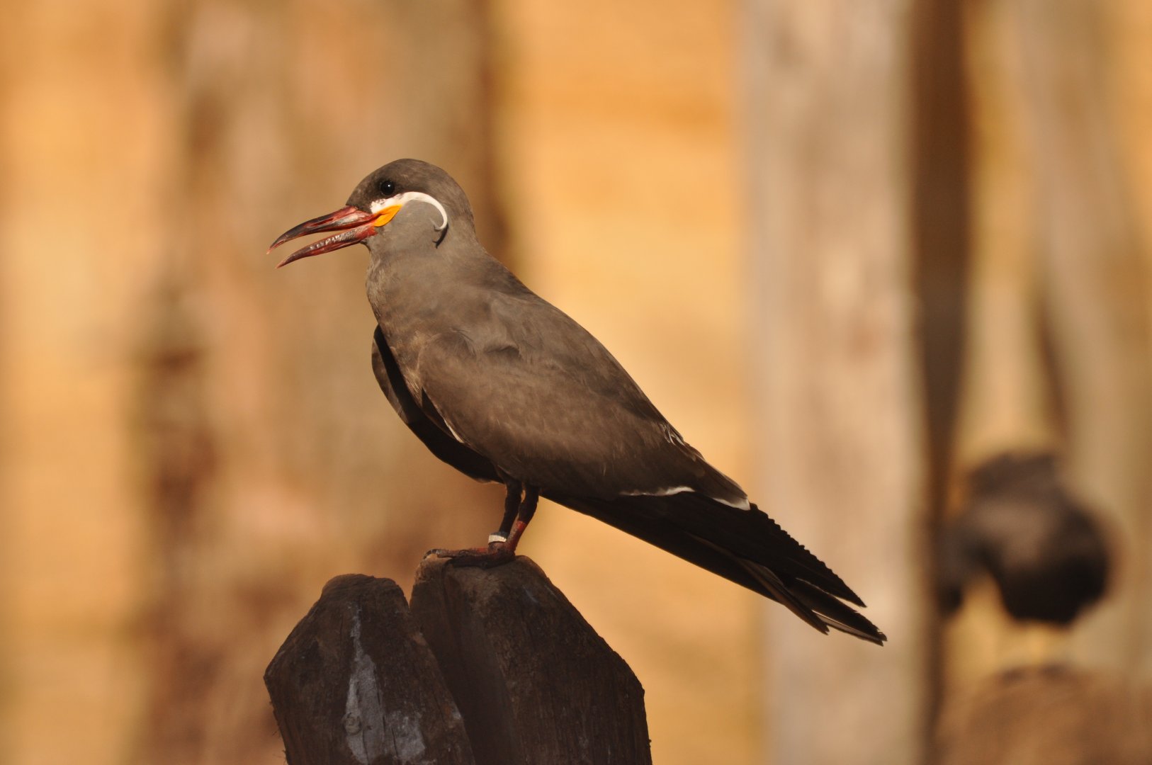 Inca tern (Larosterna inca)