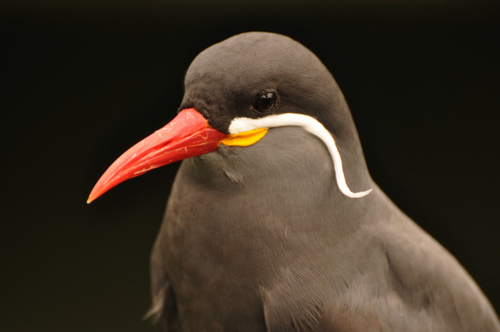Inca tern (Larosterna inca)