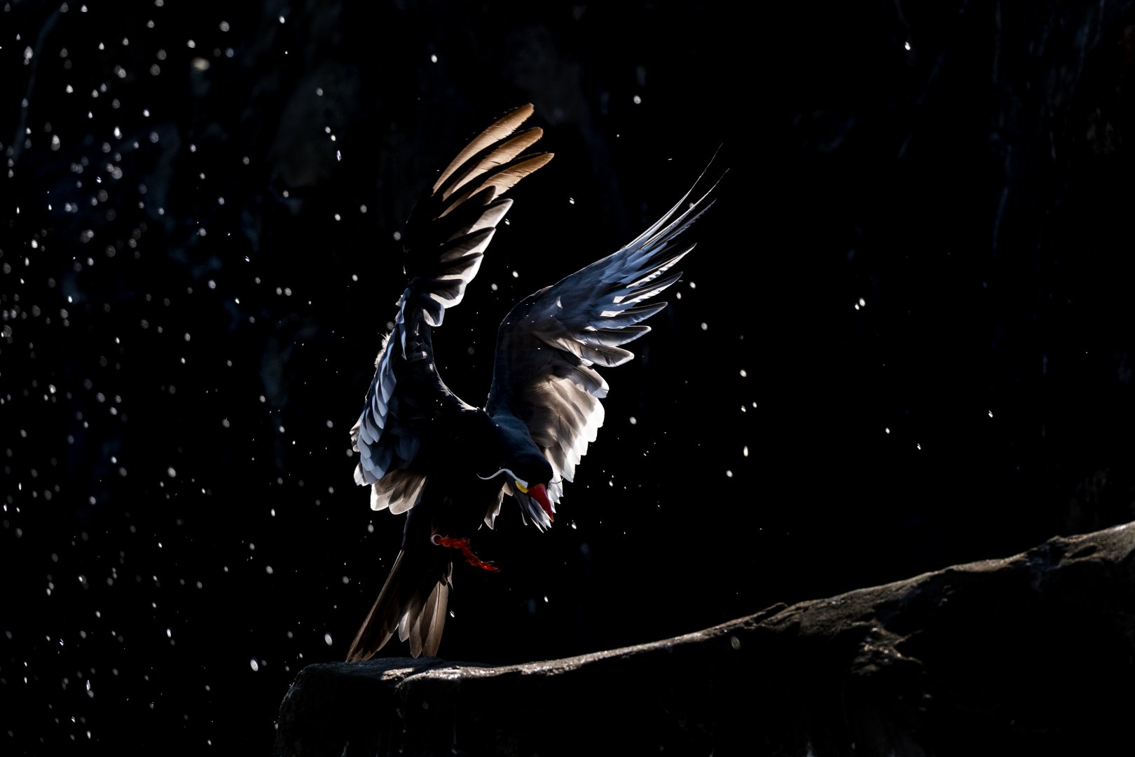 Inca tern (Larosterna inca)