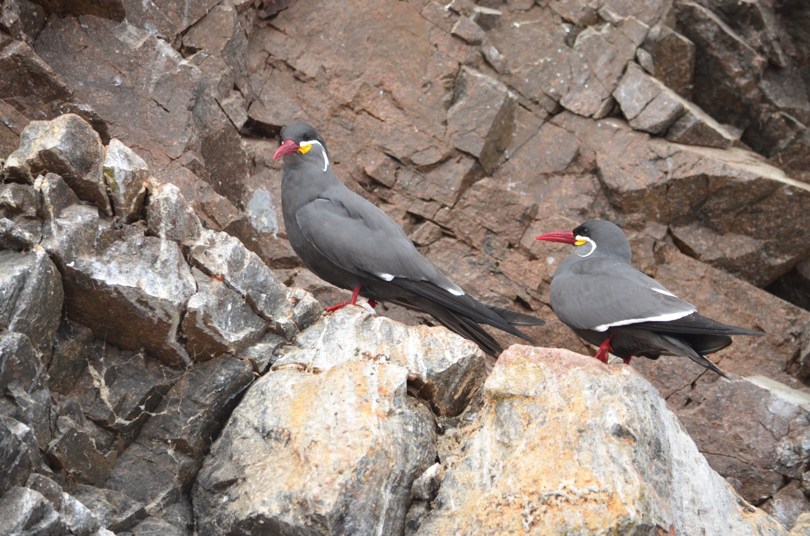 Inca tern (Larosterna inca)