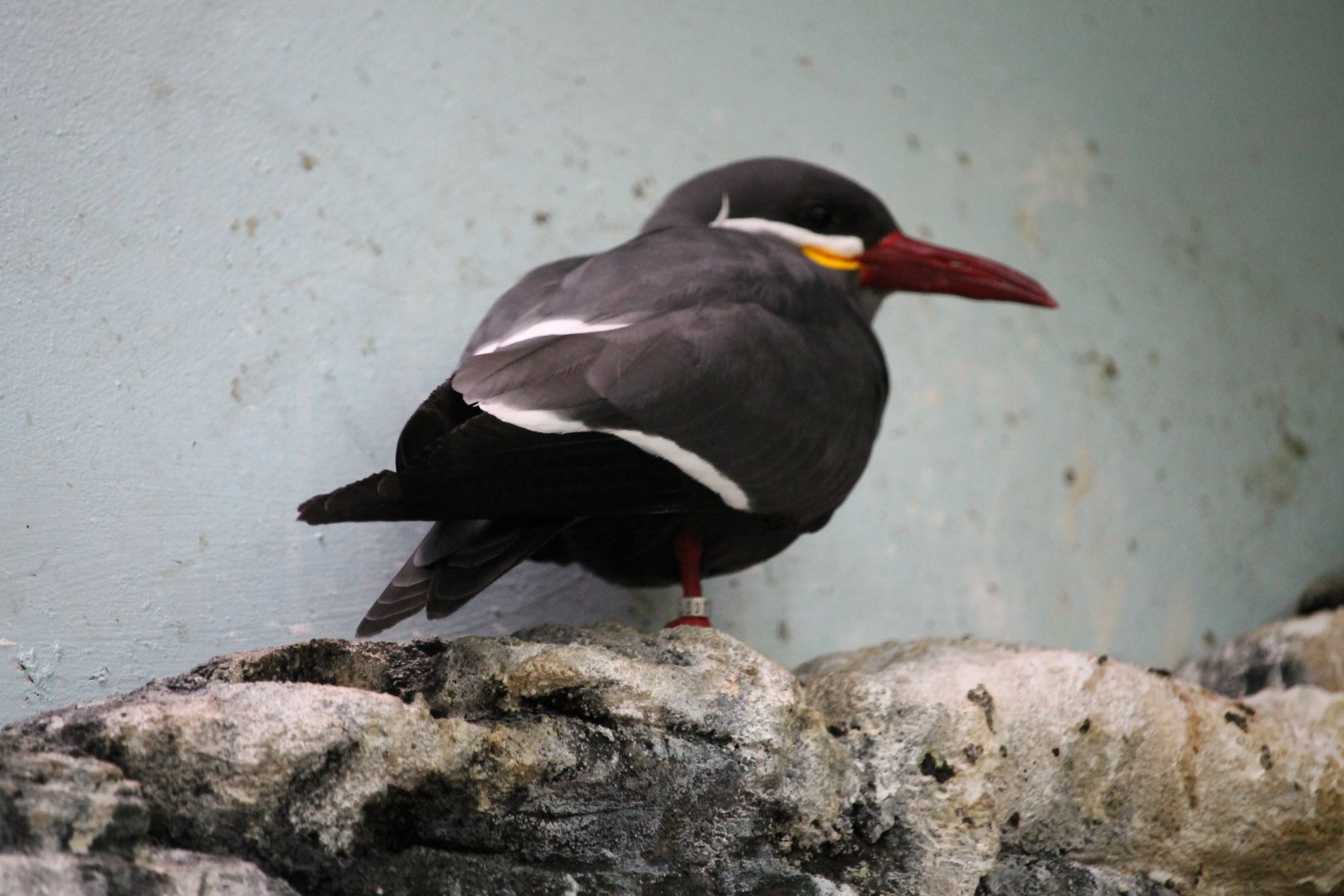 Inca tern (Larosterna inca)