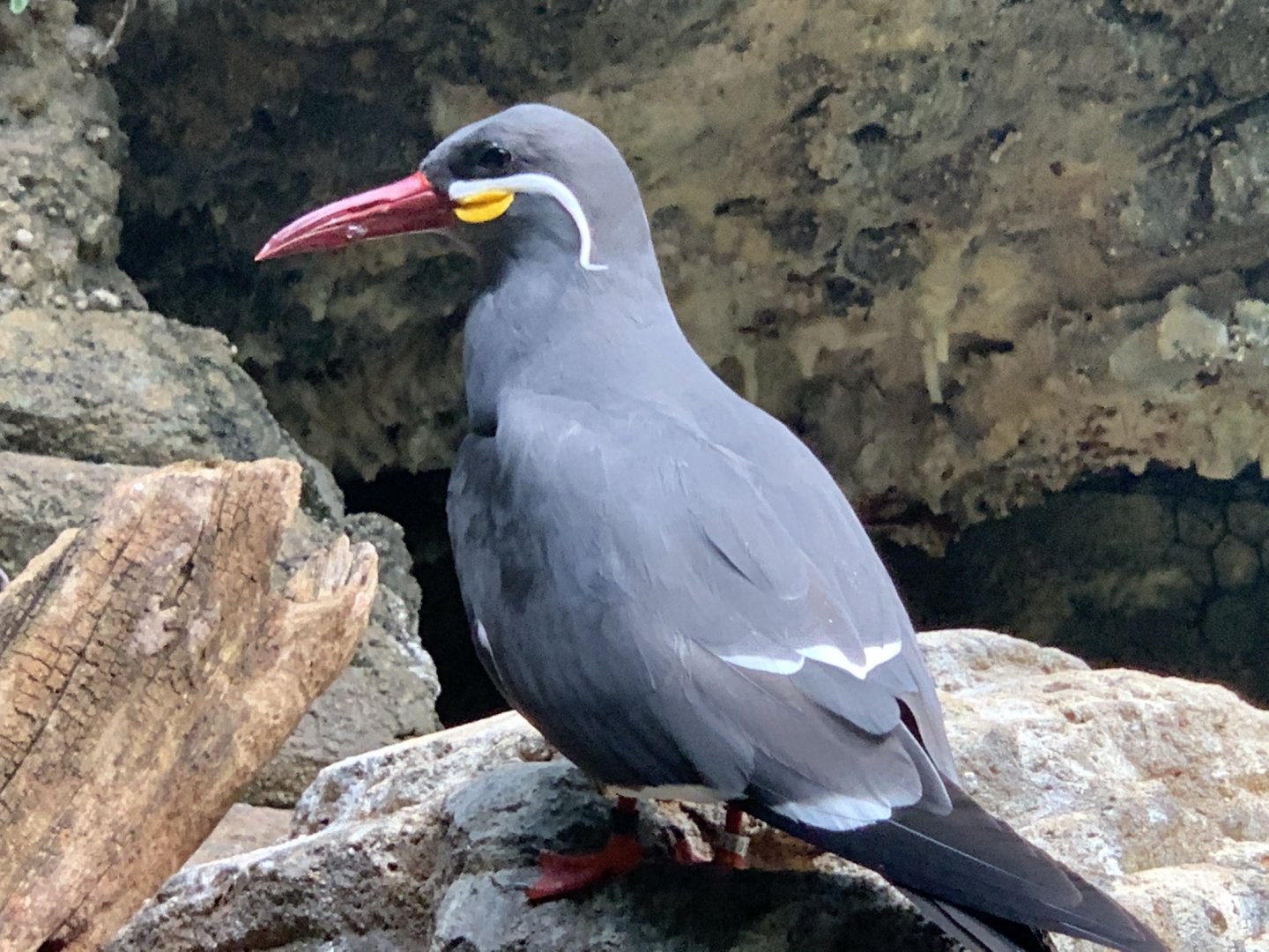 Inca Tern (Larosterna inca)