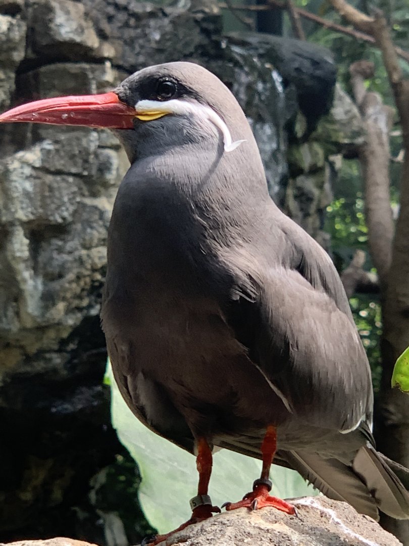 Inca Tern (Larosterna inca)