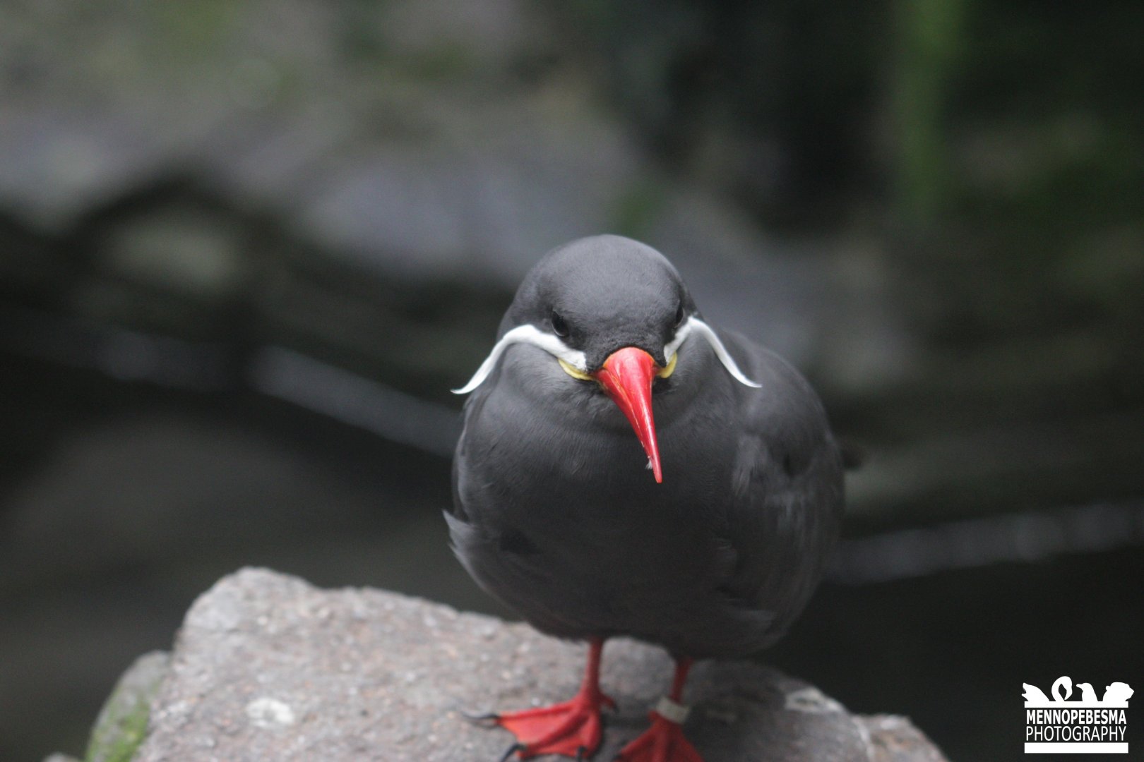Inca tern (Larosterna inca)