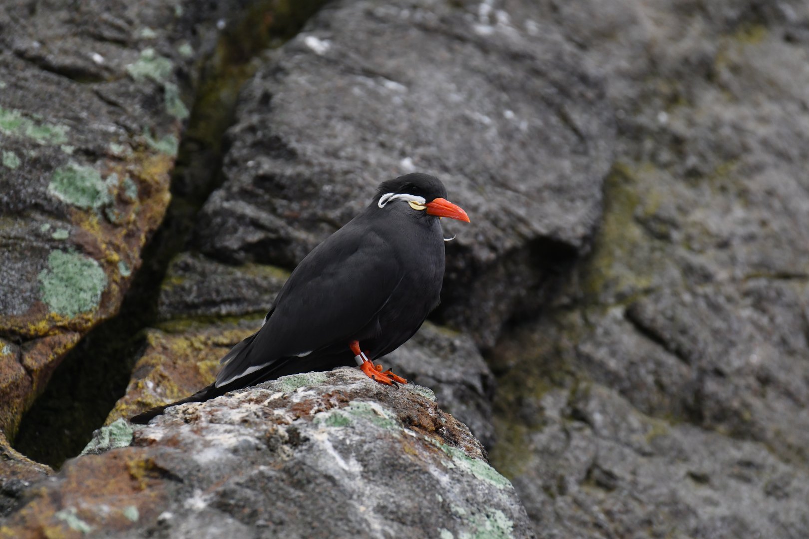 Inca tern (Larosterna inca)