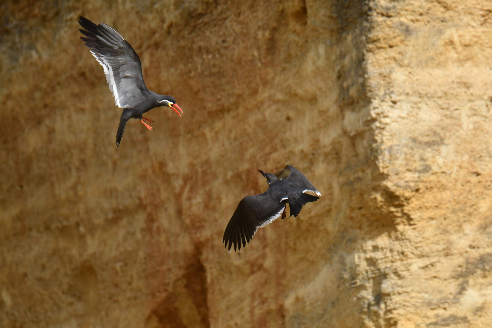 Inca tern (Larosterna inca)