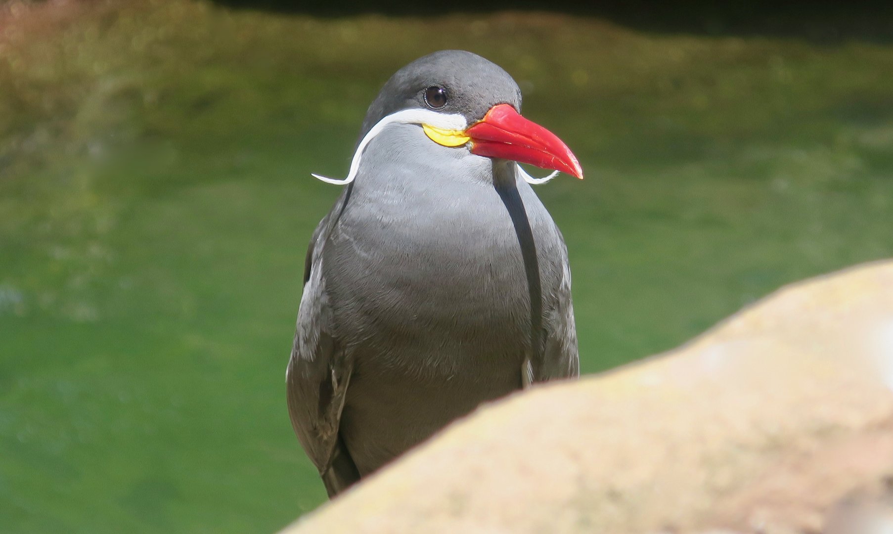 Inca Tern (Larosterna inca)
