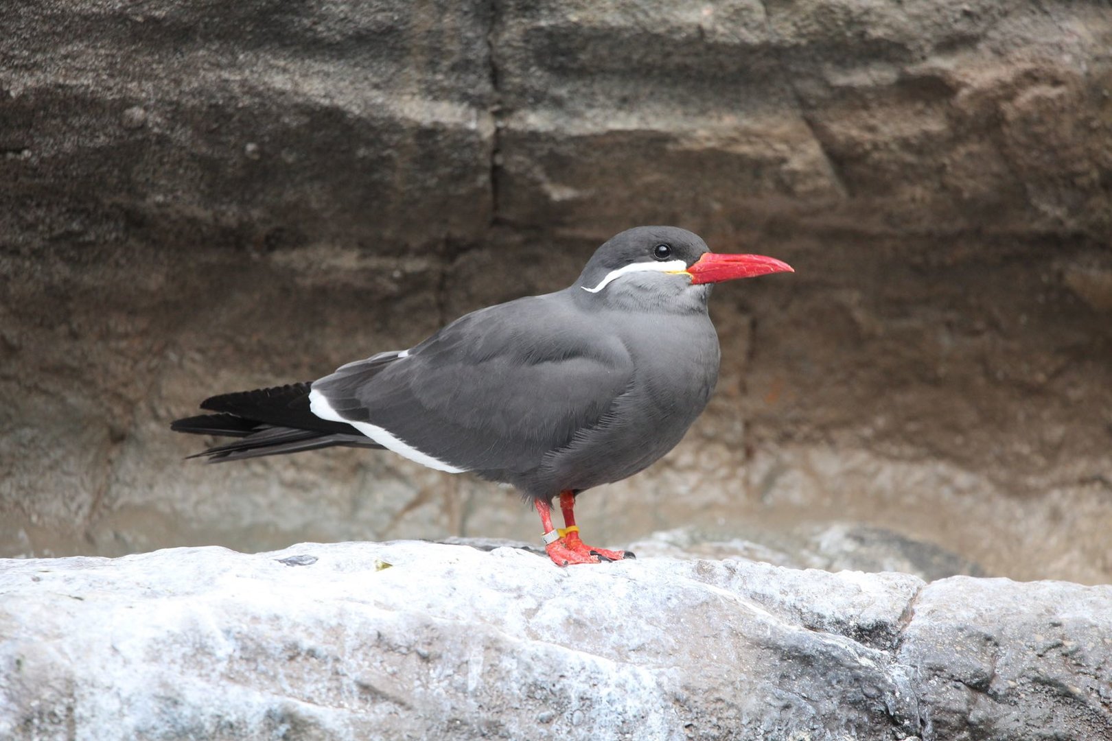 Inca tern/ Larosterna inca