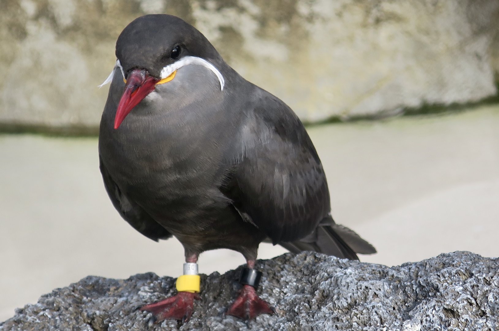 Inca Tern (Larosterna inca)
