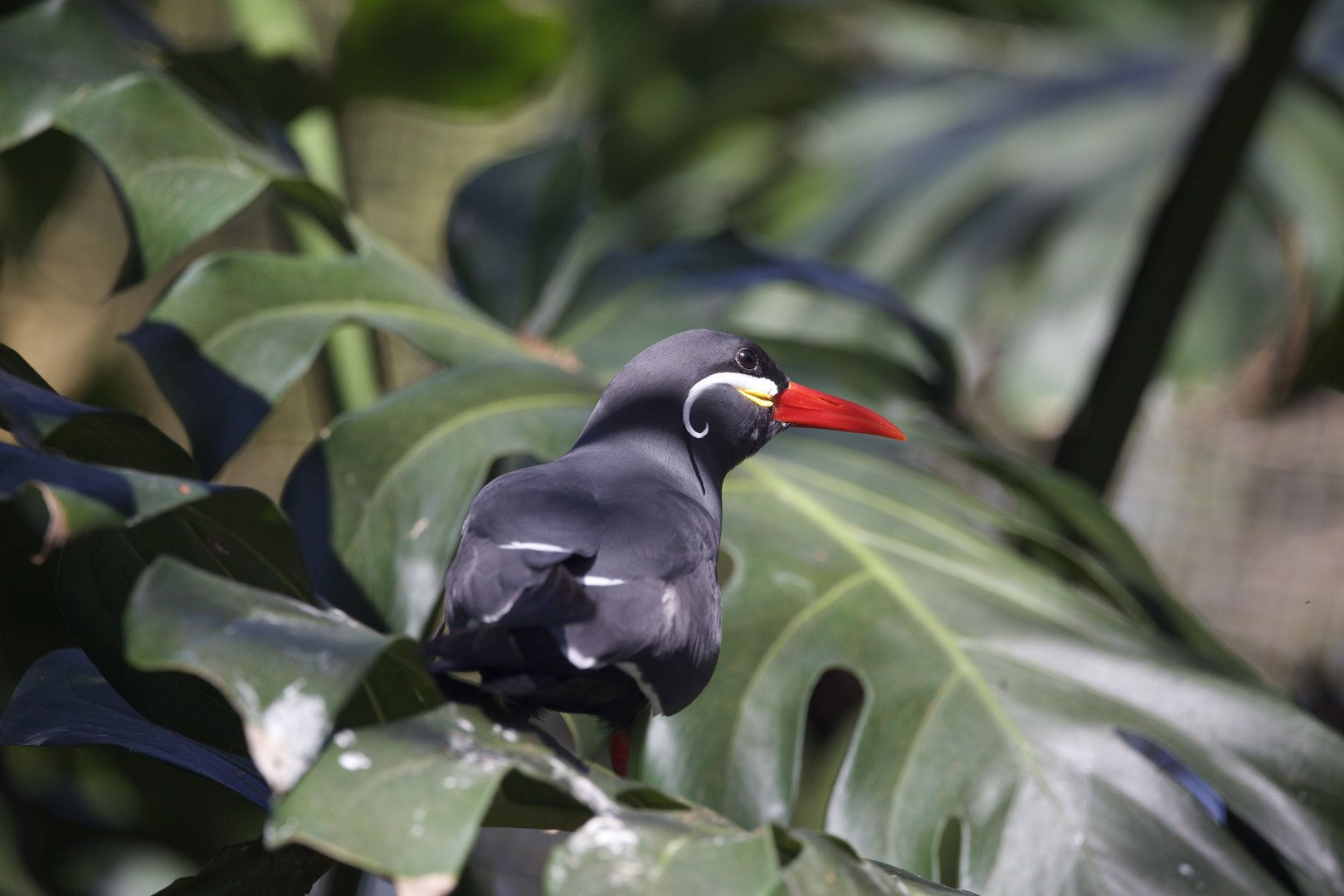 Inca Tern/ Larosterna inca