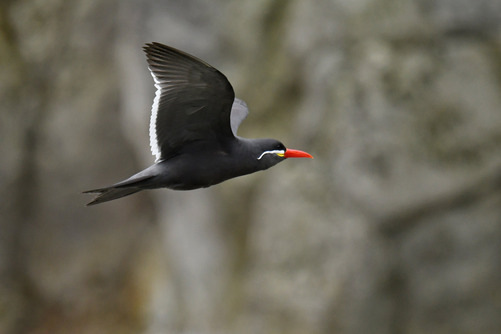 Inca Tern (Larosterna inca)