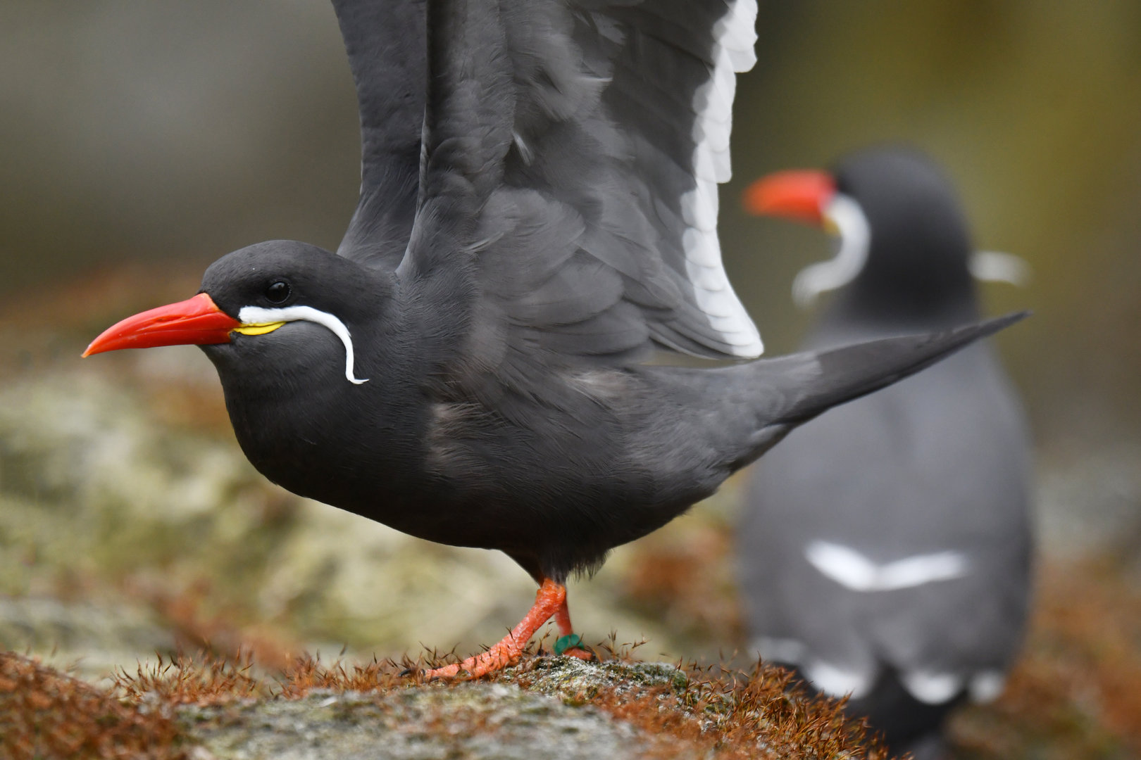 Inca Tern (Larosterna inca)