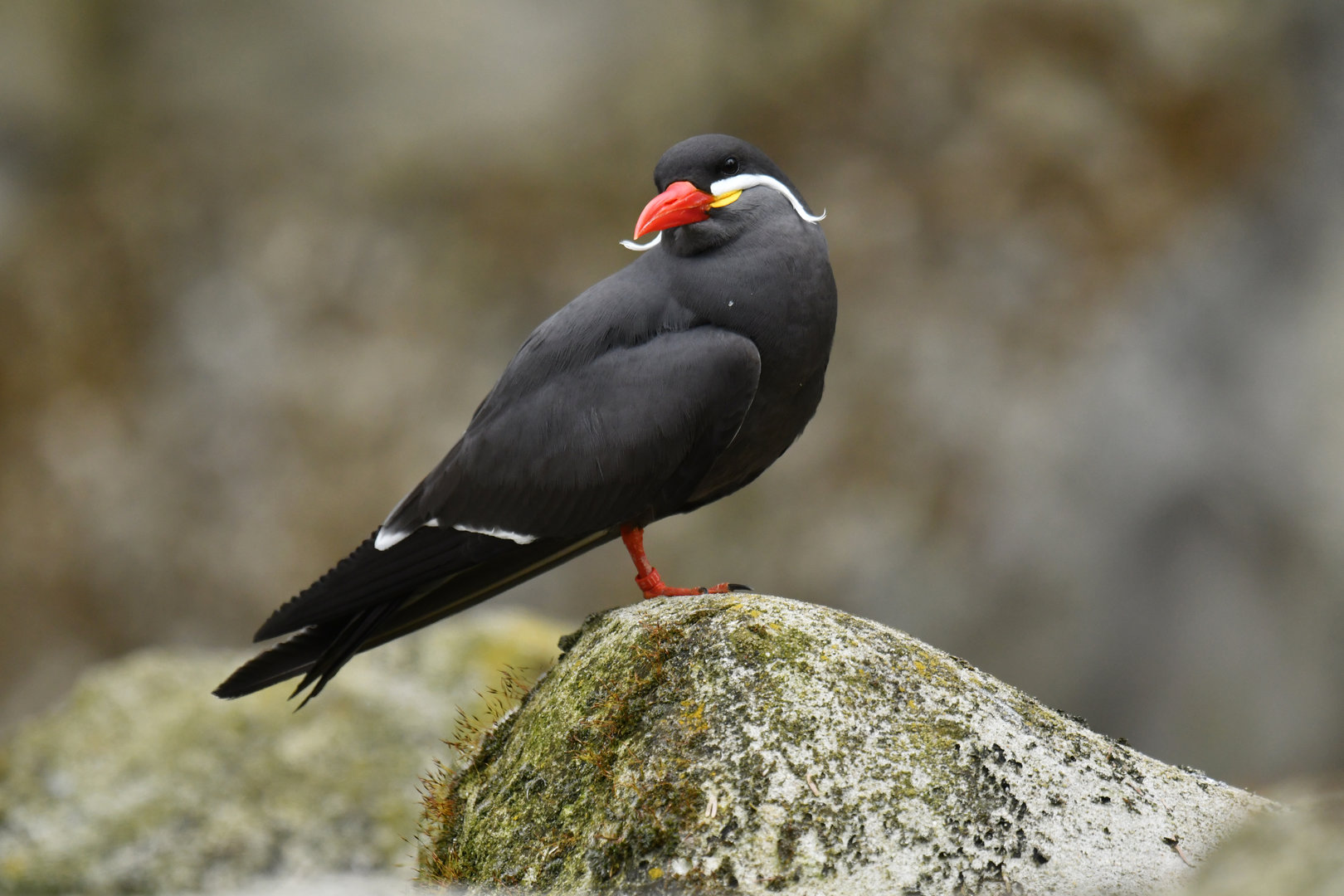 Inca Tern (Larosterna inca)