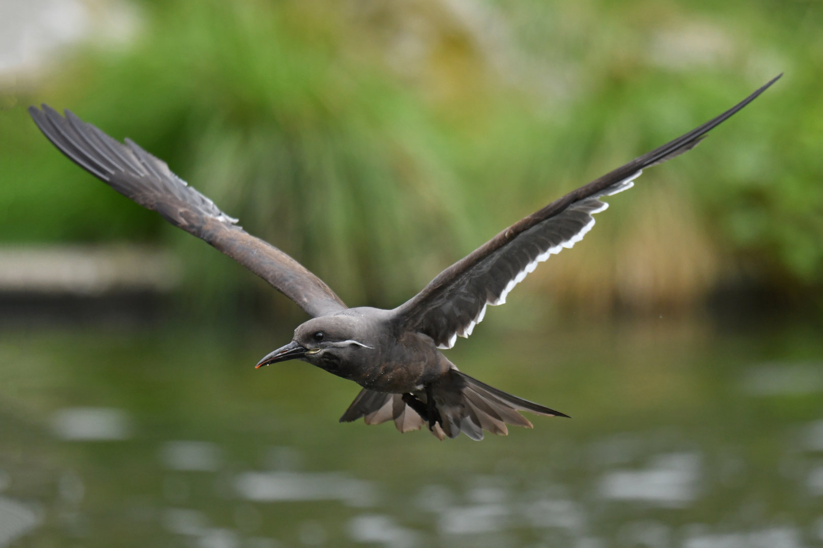 Inca Tern (Larosterna inca)