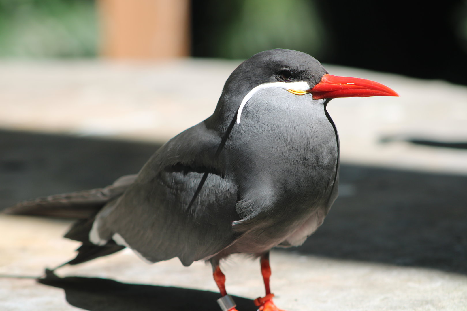 Inca Tern (Larosterna inca)