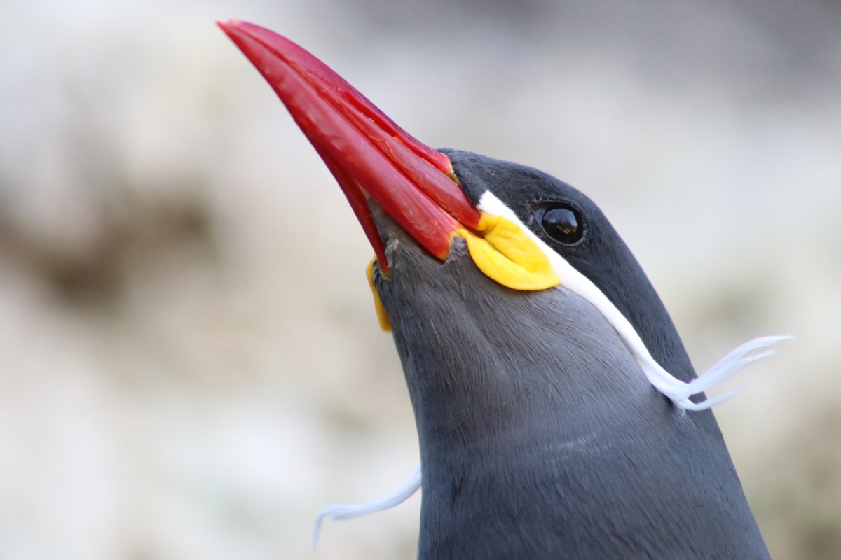 Inca Tern (Larosterna inca)