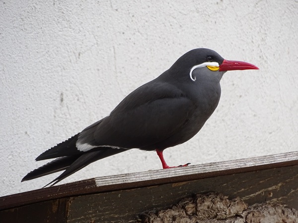 Inca tern (Larosterna inca)