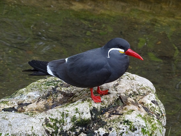 Inca tern (Larosterna inca)