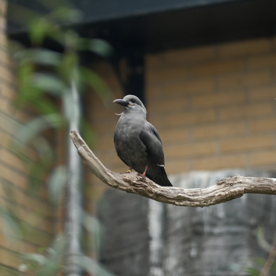 Inca Tern (Larosterna inca)