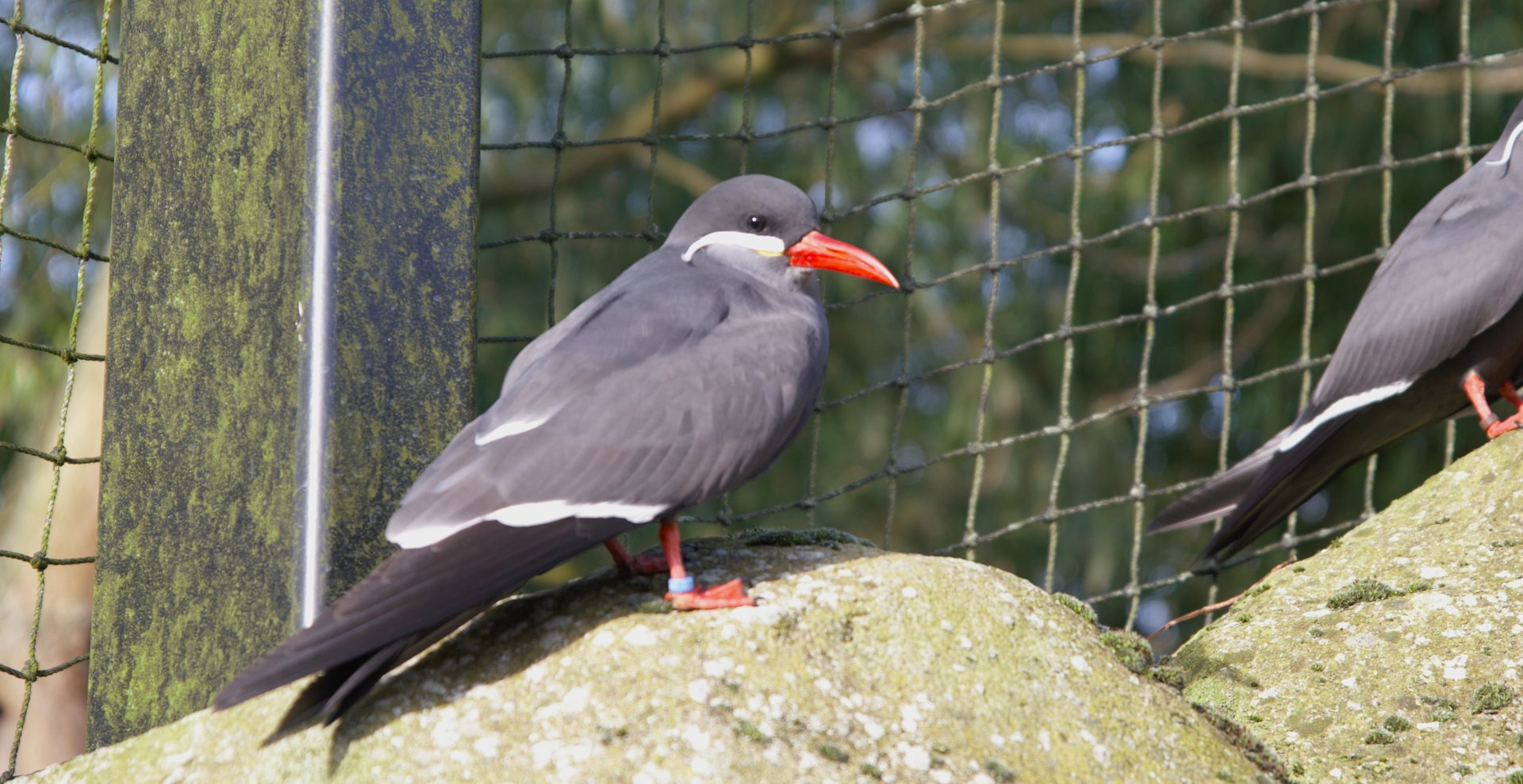 Inca Tern (Larosterna Inca)