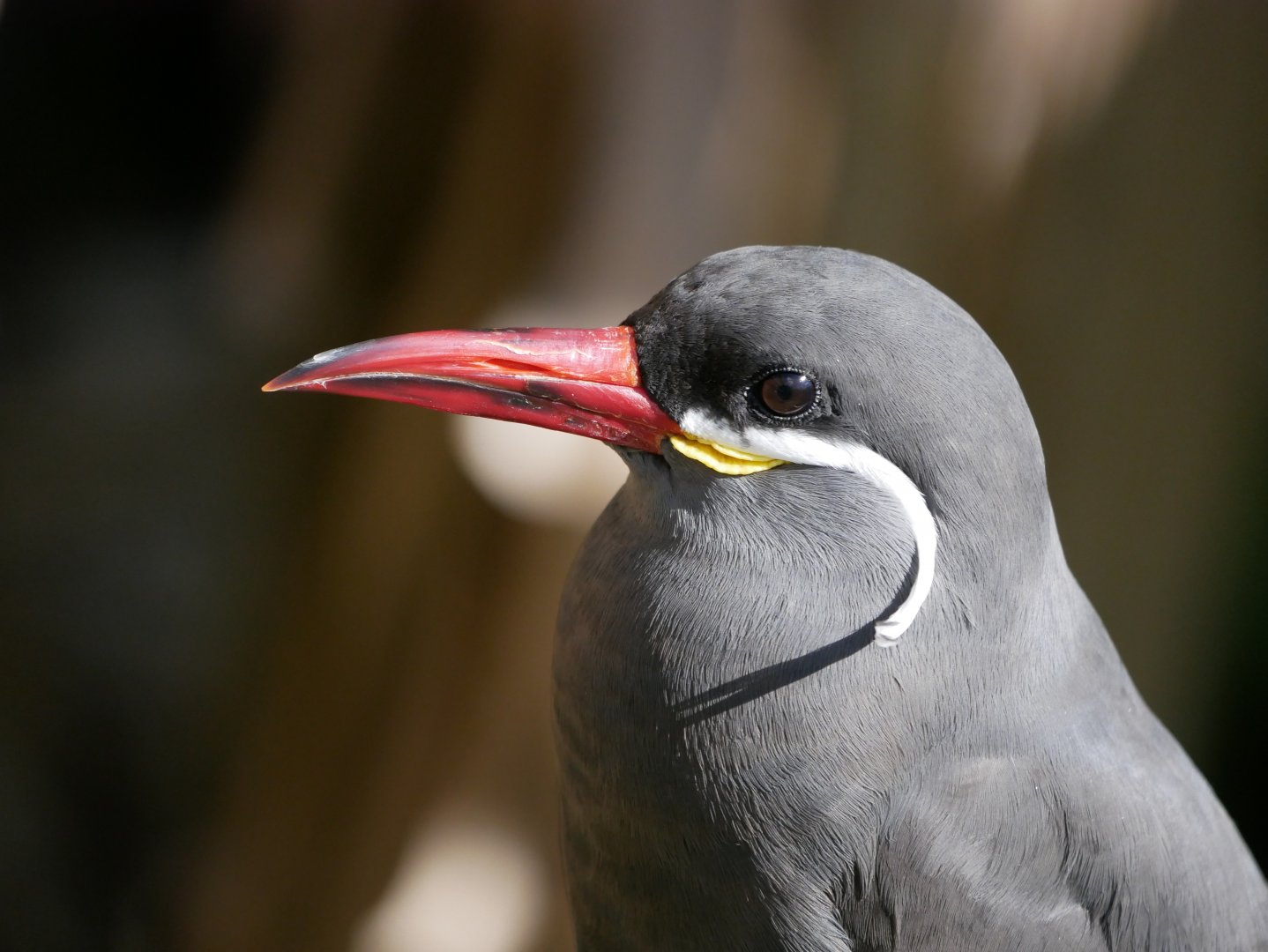 Inca tern (Larosterna inca)