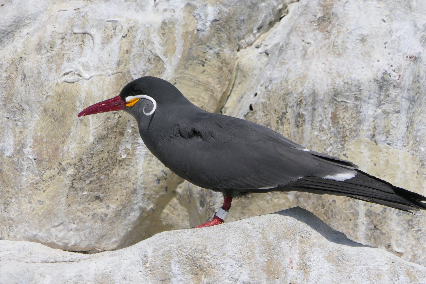 Inca Tern (Larosterna inca)