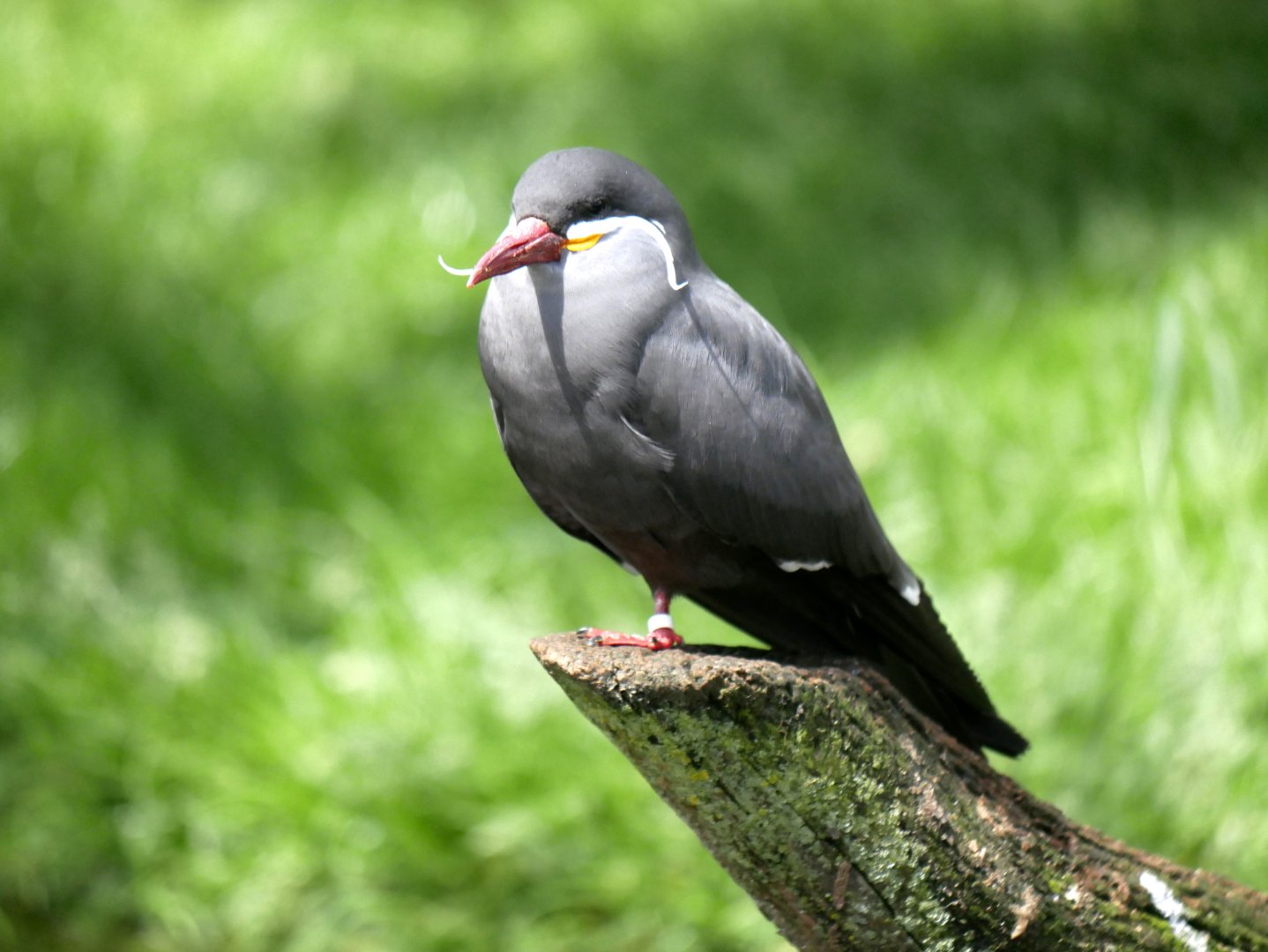 Inca tern (Larosterna inca)