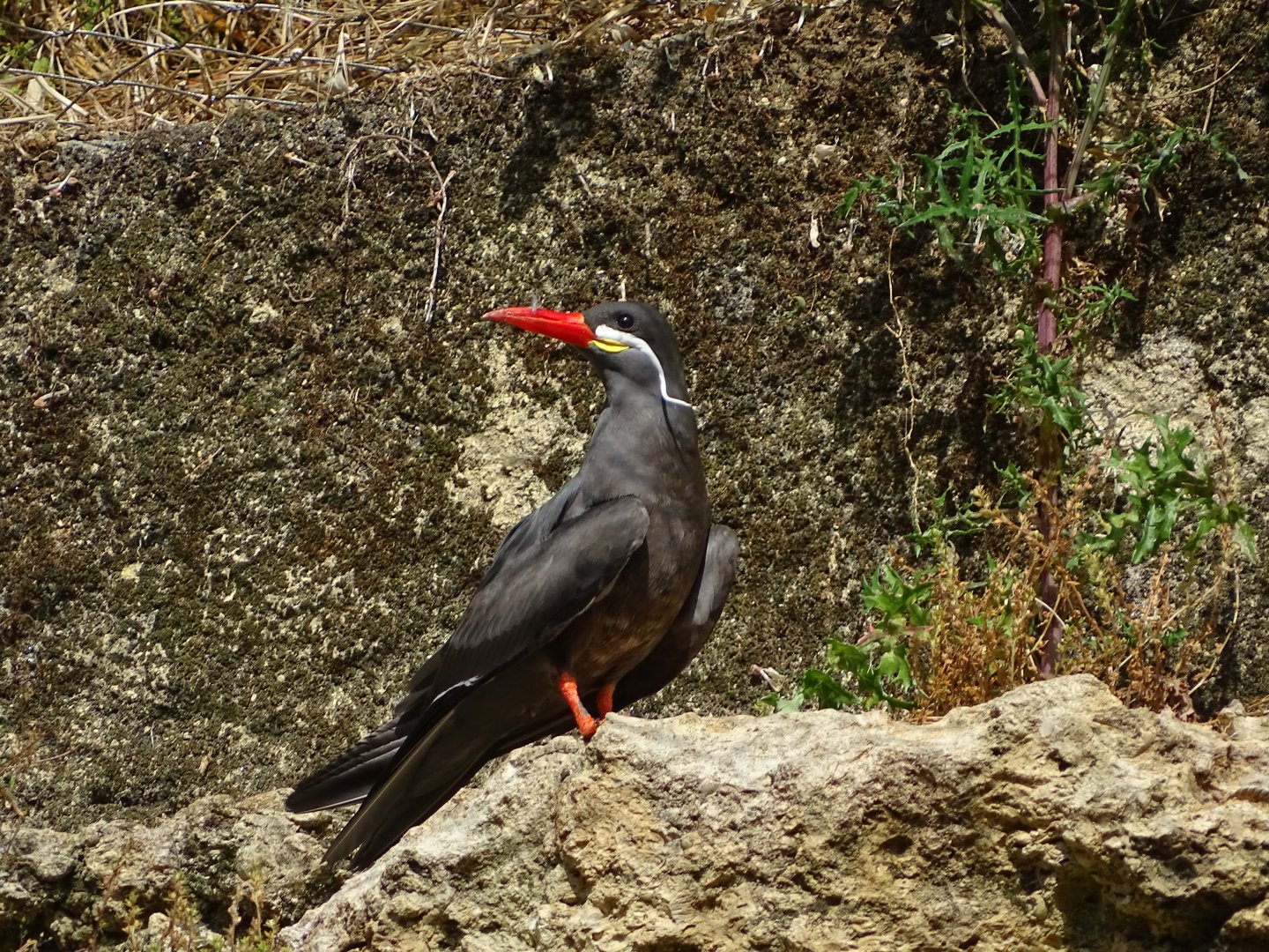 Inca tern (Larosterna inca)