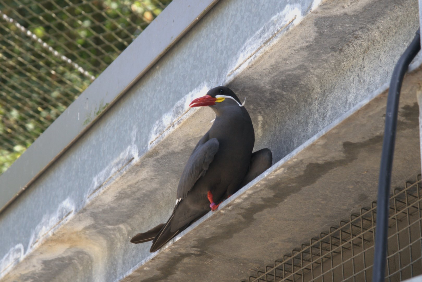 Inca Tern (Larosterna inca)